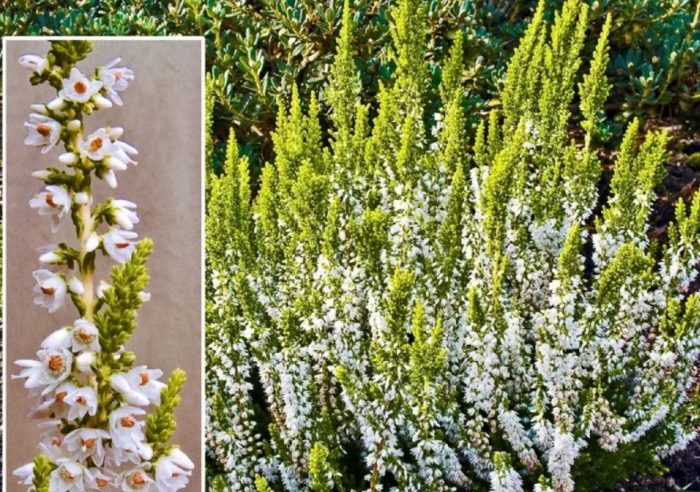 Папагалът на Хедър Дарт