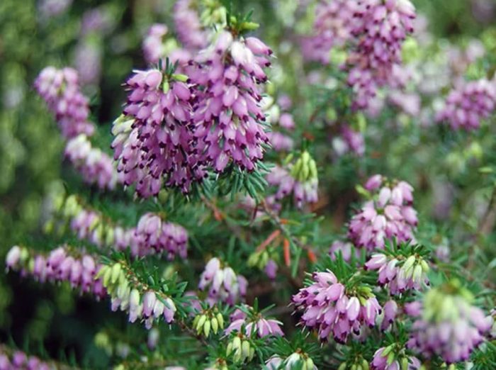 Хедър Дейвид Ийсън