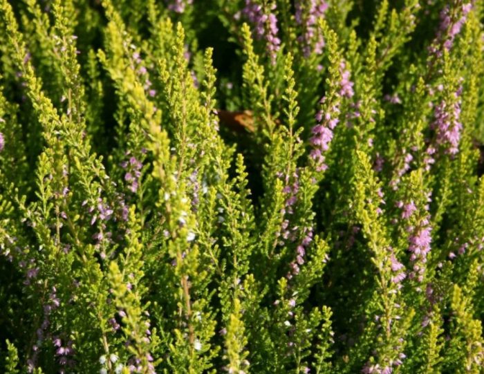 Хедър Дейвид Хагенаърс