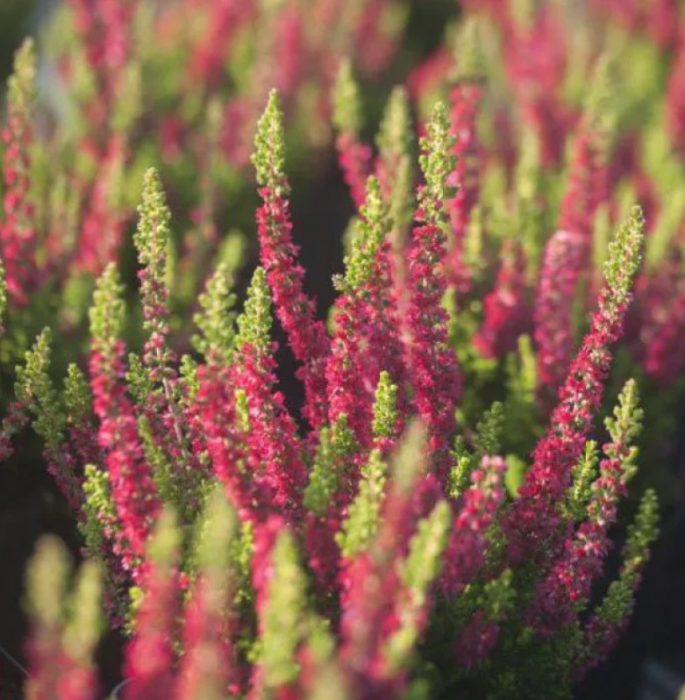 Хедър Диско Куин