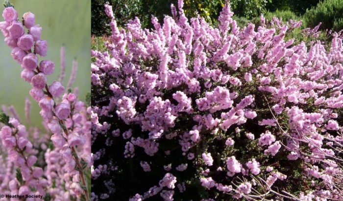 Хедър Елси Пърнел