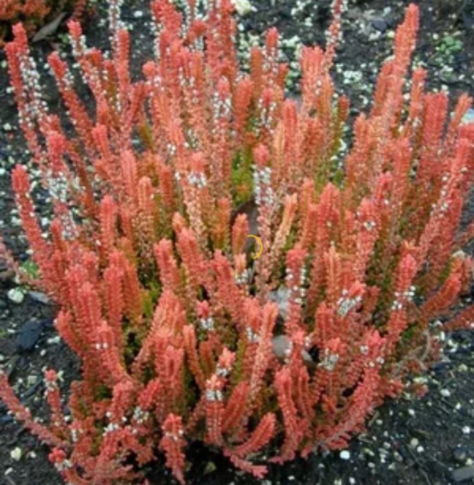 Хедър Светулка