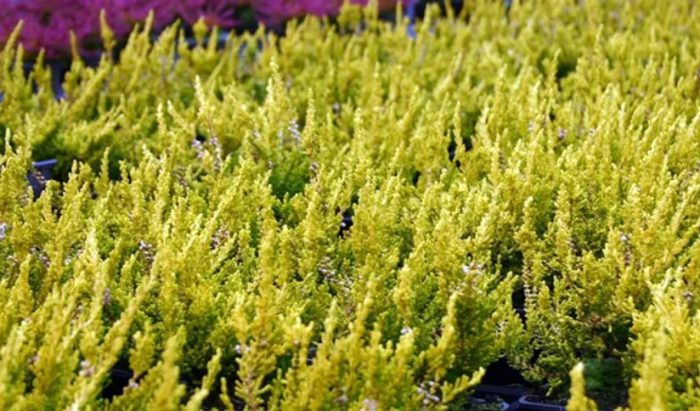 Хедър Голд Хейз