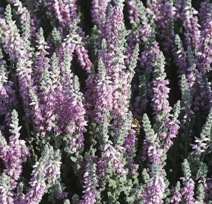 Хедър Гризабела