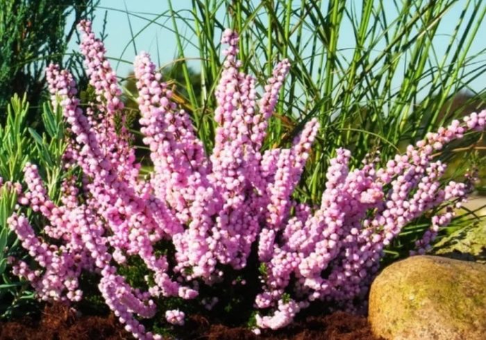 Хедър Х.Бийл