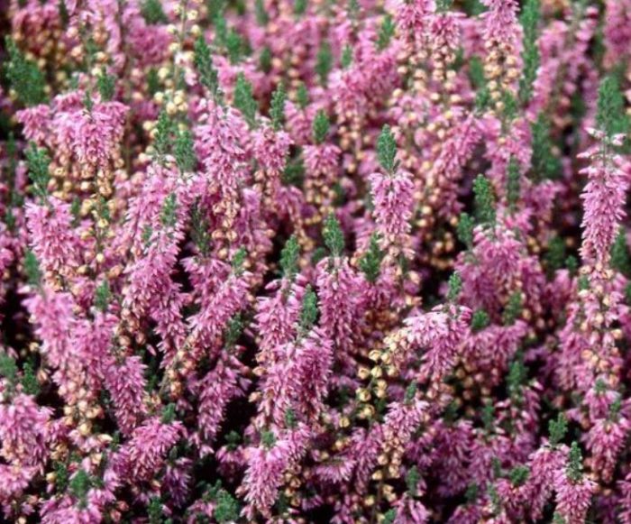 Хедър сорт Хайдесинфони