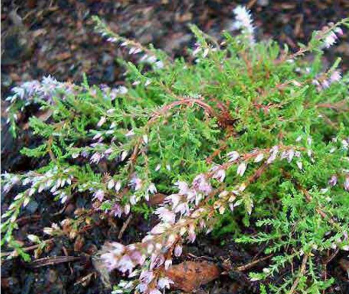 Хедър сорт Хайдецверг