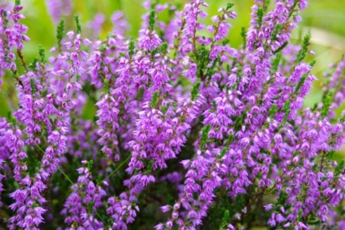 Кукстоун хедър