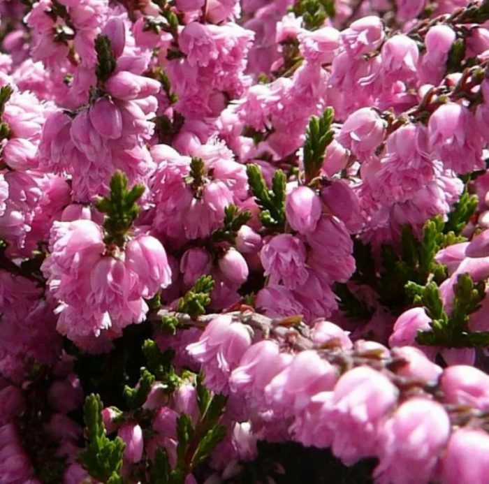 Хедър Дж. Х. Хамилтън