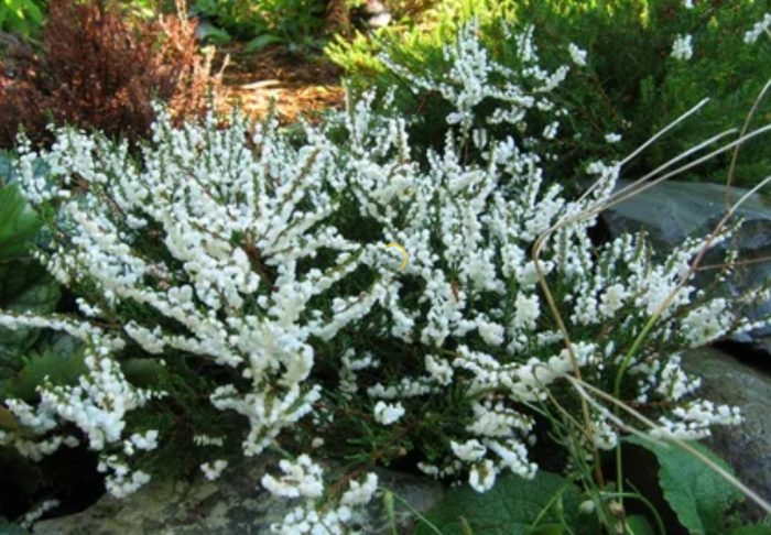 Хедър Кинлохруел