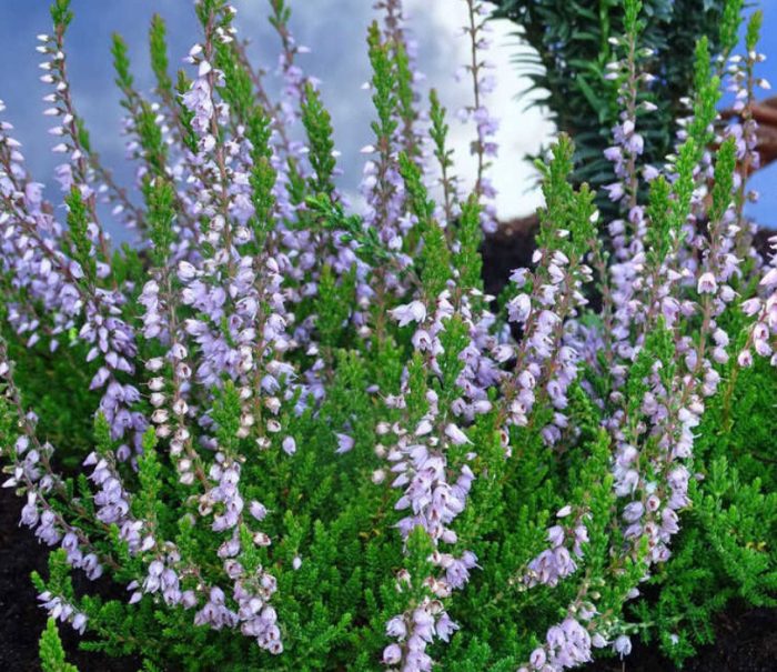 Хедър Лесли Слингер