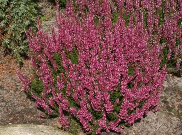 Хедър Лилиан