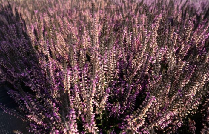 Хедър Лисбет