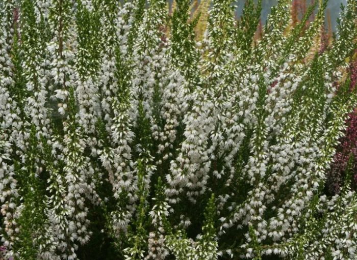 Хедър Лонг Уайт