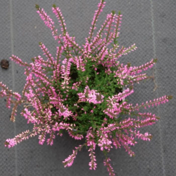 Хедър Марлийн