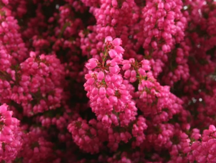 Хедър Моника