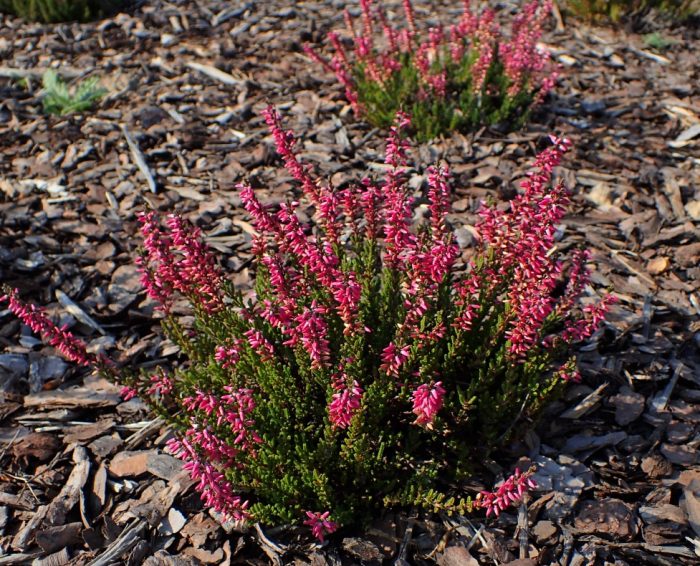 Хедър Мулен Руж