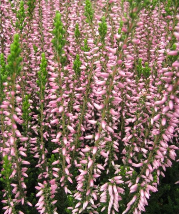 Хедър Пинк Алисия