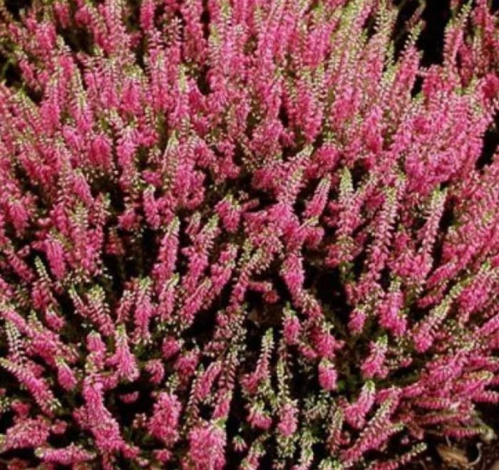 Хедър Пинк Бетина