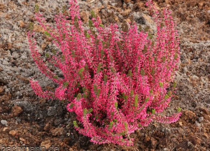 Хедър Ред Анджи