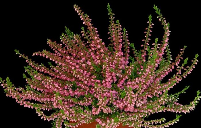 Хедър Ред Фаворит