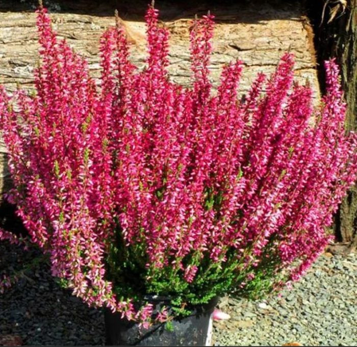 Хедър Ред Марлис