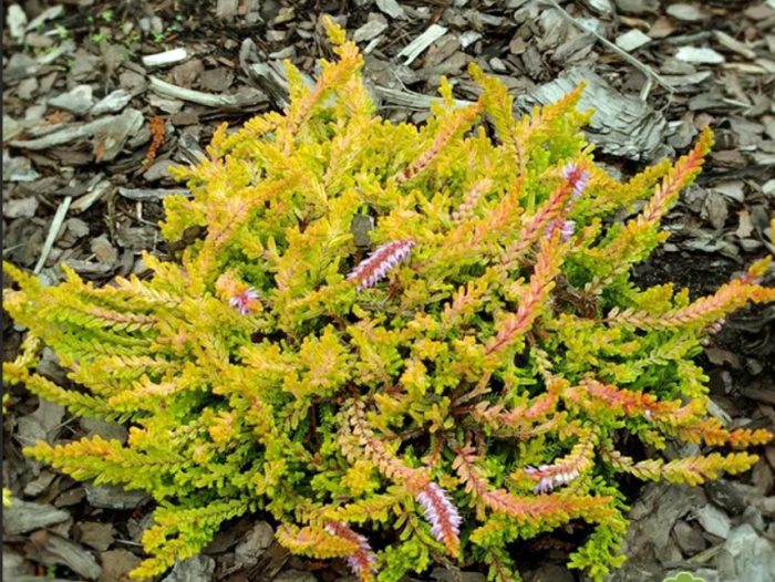 Хедър Робърт Чапман