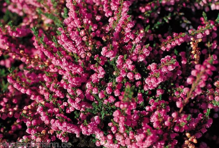 Хедър Рококо