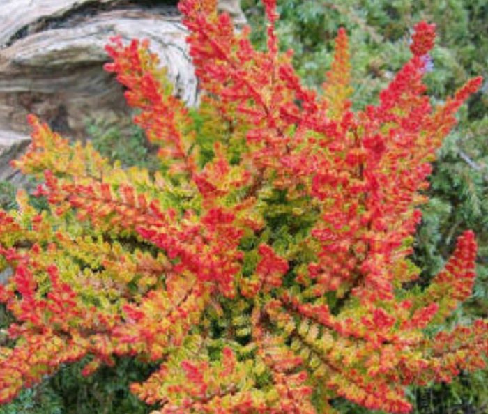 Хедър Сийстърн