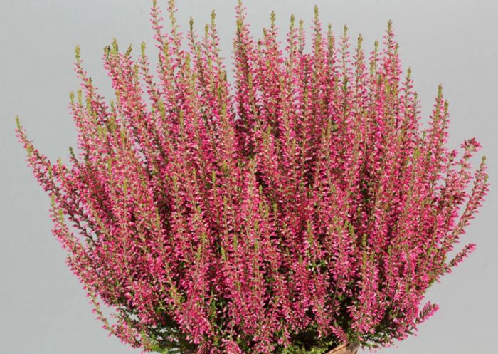 Хедър Селма