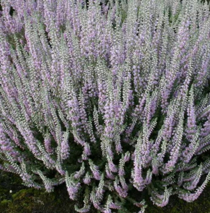 Хедър Силвър Найт