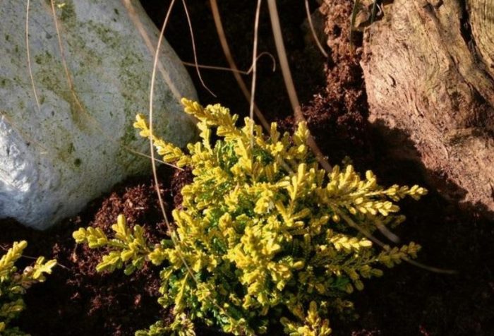 Хедър Зоненцверг