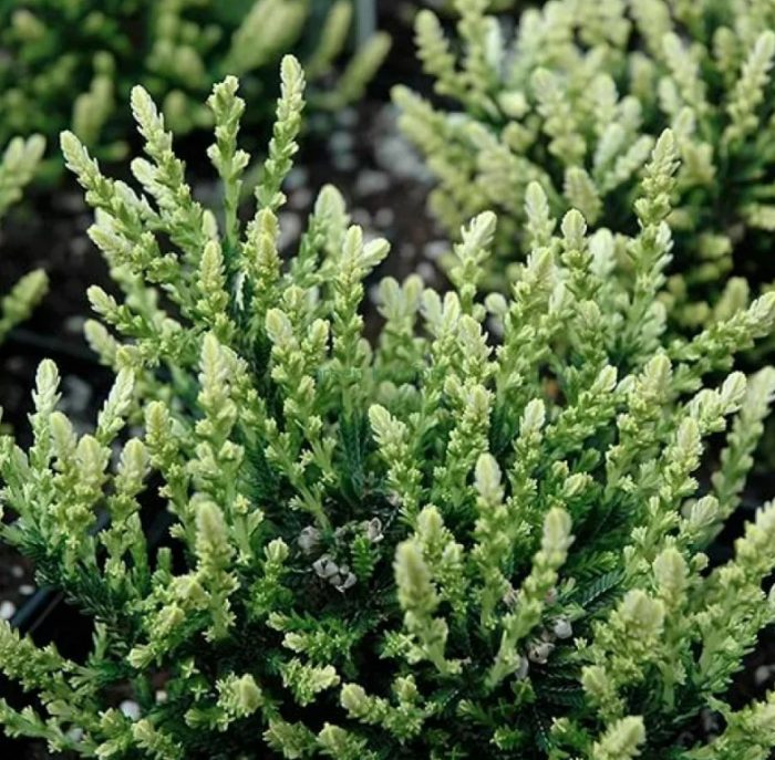 Хедър Пролетен крем