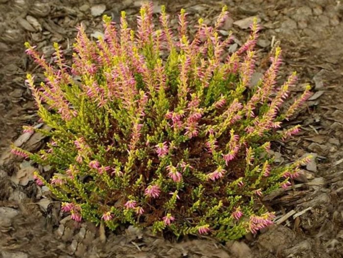 Хедър Тереза