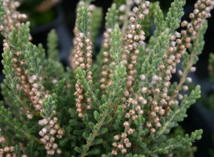 Кадифено очарование хедър