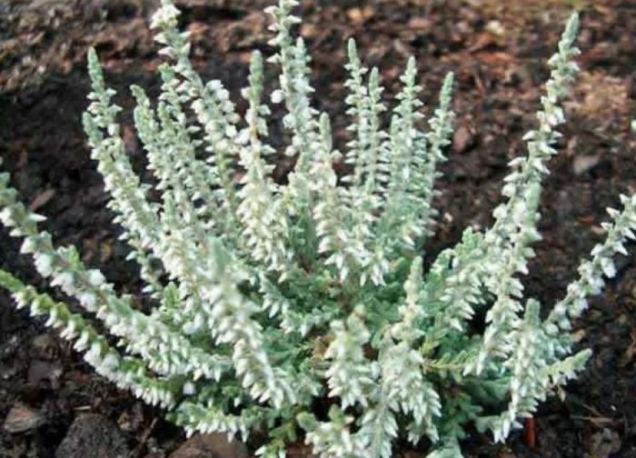 Очарование от кадифе от Хедър