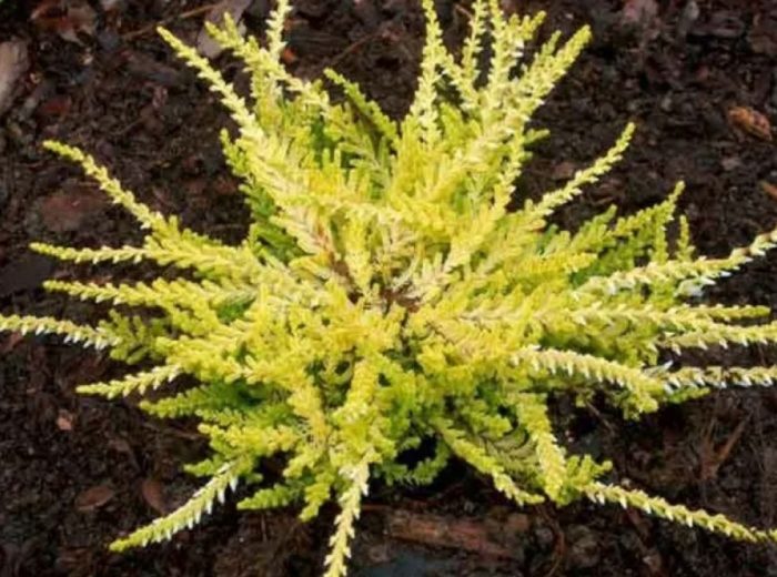 Хедър Уестърли Голд