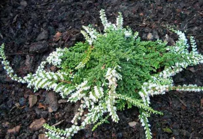 Хедър Уайт Лоун