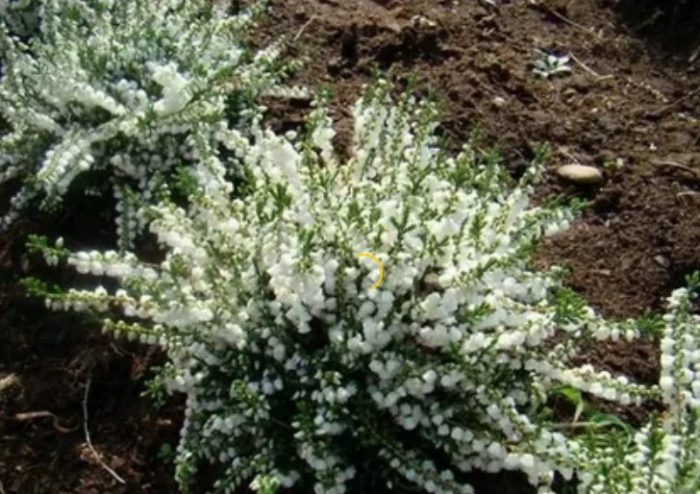 Хедър Уайт Корал