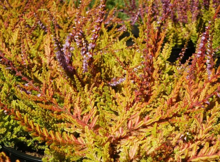 Хедър Уикуеър Флейм