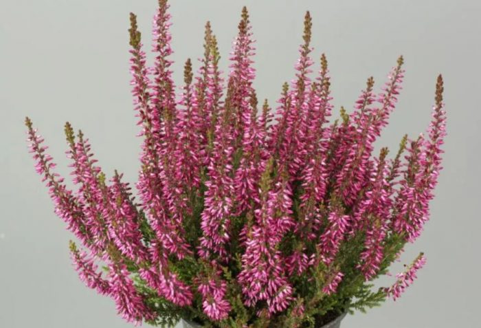 Хедър Агнес