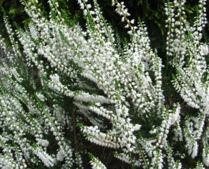 Хедър Алба Прекокс