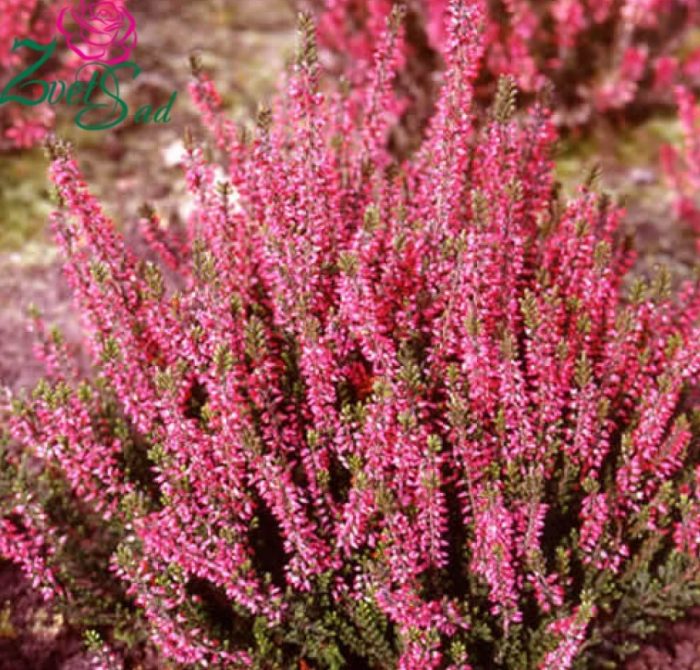 Хедър сорт Александра