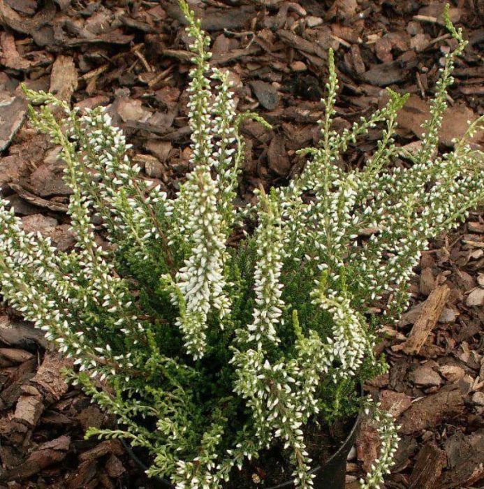 Хедър Алисия