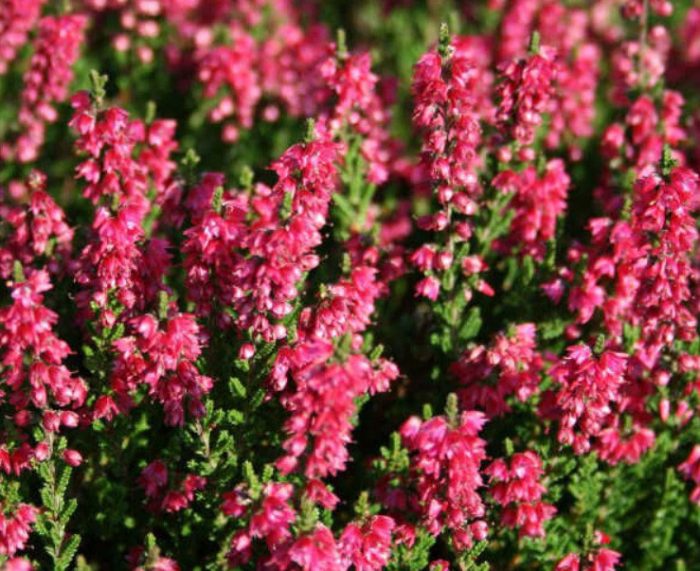 Хедър сорт Арабела