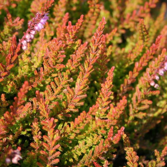 Арлекин хедър