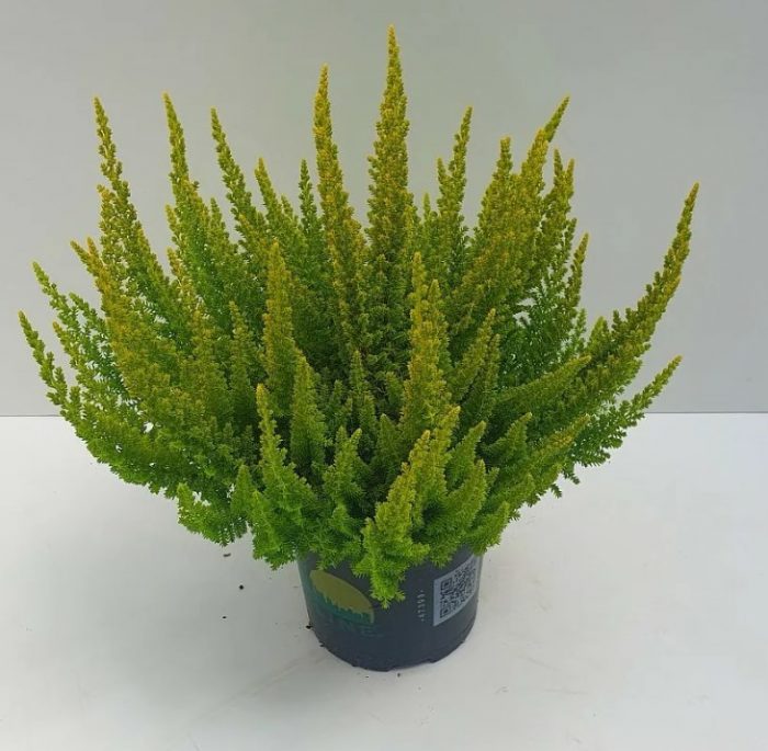 Хедър Барселона