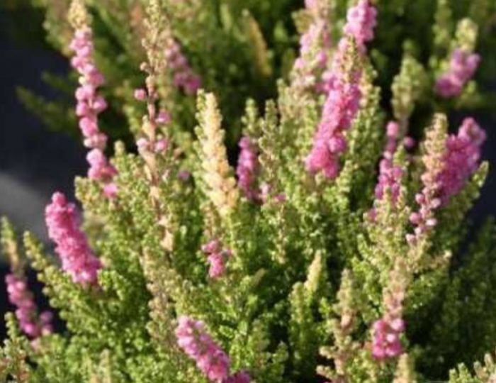 Хедър Баяко