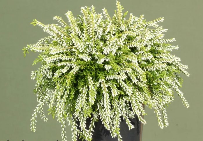 Хедър Клеър