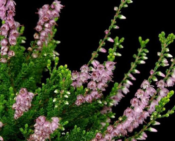 Великденски огън от Хедър